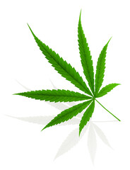Cannabis leaf, marijuana isolated on white background