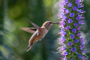 Allen Hummingbird flying to pride of madeira flower