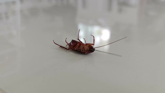 close-up cockroach is going to die on the floor in the kitchen after using using insecticide