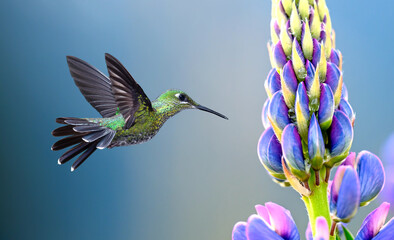 Hummingbird hovering at a flower over blue background