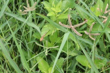 Crowfoot grass (Dactyloctenium aegyptium) green fresh growing in the field closeup very quickly.