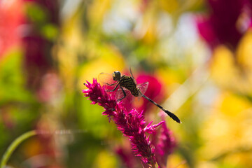 Colorfull dragonfly