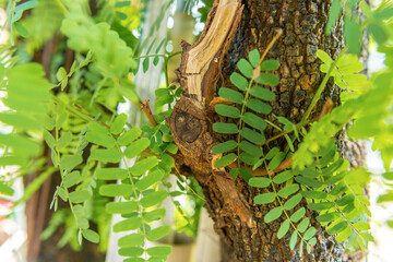 Green leaves on tree trunk