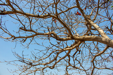 branches of a tree against the sky