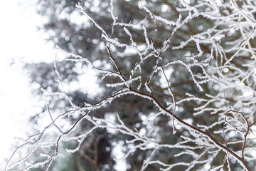 Obraz premium 金剛山道で見られた霧氷