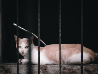 cat in cage