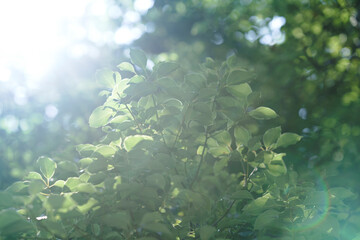 逆光で発生したハレーション・フレアと輝いて見える木々