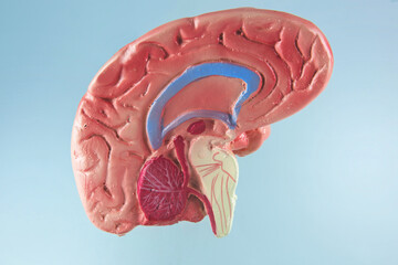 The nervous system in the human brain