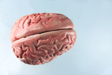 The human brain