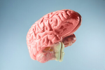 The human brain