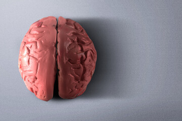 The human brain