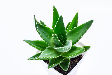 アロエ　多肉植物　白背景
