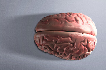 The human brain