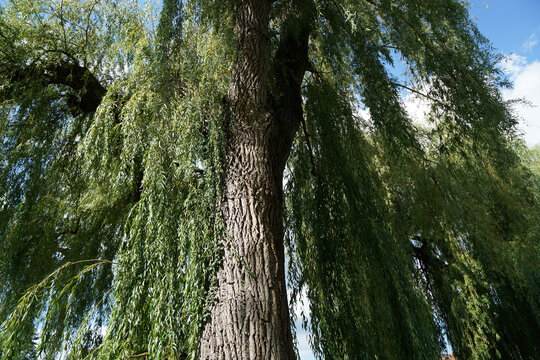 Closeup low angle shot of a weeping tree