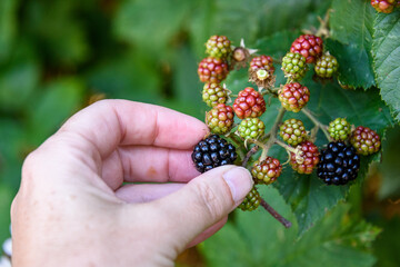 Woman’s hand picking a ripe blackberry out in the woods
