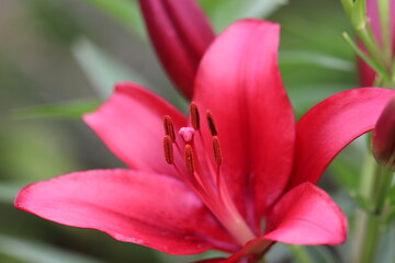 野に咲く濃いピンクのスカシユリ
A dark pink Thunberg Lily flower that blooms in the field.