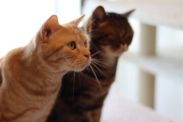 興味津々で見入る猫のアメリカンショートヘア
American shorthair cat looking curiously.