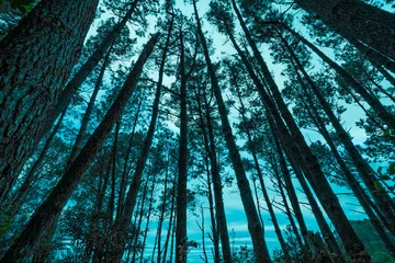 Deurstickers Converging tall pine trees © Brian Scantlebury