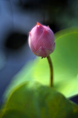 In the early morning hours, a pink lotus bud in the pond is more beautiful and beautiful under the sunlight.