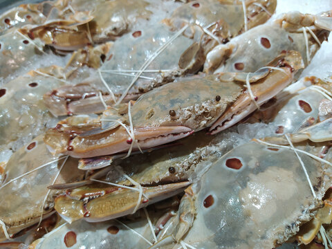 Horse Crab Or Blue Swimming Crab With Rubber Band On Ice At Food Market.