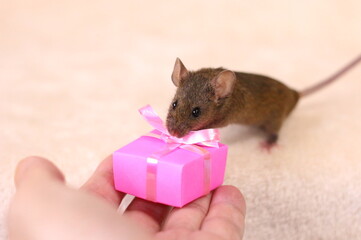 ネズミとプレゼント