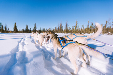 Dog Sled Adventure, Fairbanks, Alaska winter forest in March. A dog sled or dog sleigh is a sled pulled by one or more sled dogs used to travel over ice and through snow. - obrazy, fototapety, plakaty