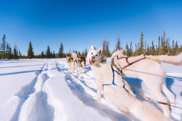 Dog Sled Adventure, Fairbanks, Alaska