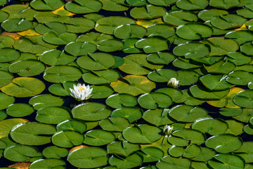 White lotus flowers blooming in a lake with lily pads, as a nature background
