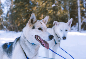 Dog Sled Adventure, Fairbanks, Alaska