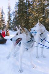 Dog Sled Adventure, Fairbanks, Alaska