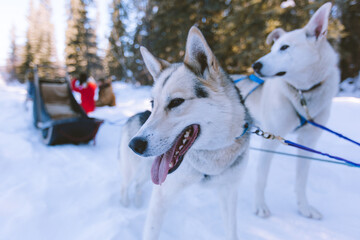 Dog Sled Adventure, Fairbanks, Alaska