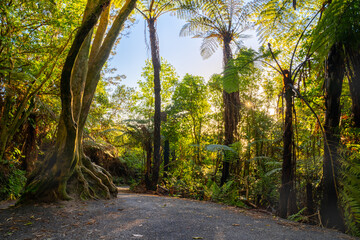 Walking track through native New Zealand bush woth large tree root ball growing over large rock