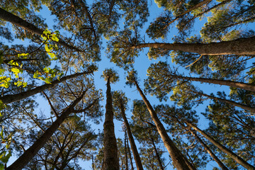 Fototapeta premium Towering high overhead plantation pine trees converge skyward.