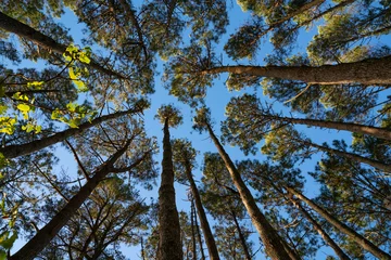 Zelfklevend Fotobehang Towering high overhead plantation pine trees converge skyward. © Brian Scantlebury