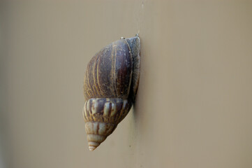 Snail on a brown background