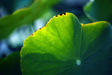 The green lotus leaves in the pond have clear veins and textures, which are more green and fresh under sunlight