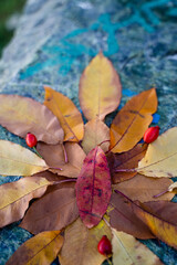 Autumn leaves arranged in a composition on a stone