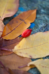 Autumn leaves arranged in a composition on a stone