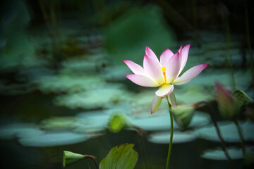 A white lotus flower with a little pink edge on the edge is about to bloom in a pond with green lotus leaves in the background.
The bokeh effect flashes in circles, and the whole looks like a beautifu
