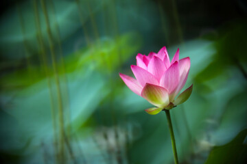 Obraz premium A pink lotus is about to bloom in a pond with green lotus leaves in the background, the whole looks like a beautiful watercolor painting