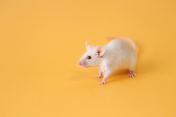 ネズミと山吹色の背景