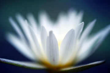 A close-up shot of a white lotus in the pond, the whole looks like a beautiful watercolor painting