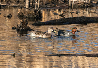 A Green-winged Teal couple swim through a Wetland Environment of tree stumps and fallen logs.