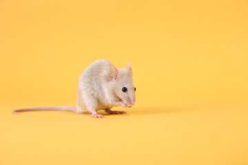 ネズミと山吹色の背景