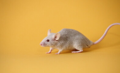 ネズミと山吹色の背景