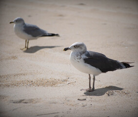 bird sand beach sea gull