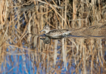 A female Green-winged Teal swims by dry cattails and is well camouflaged in highly reflective waters.