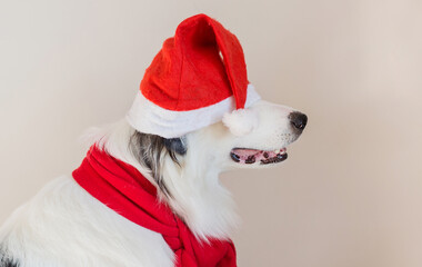 Australian shepherd in christmas hat on his eyes and red scarf closeup portrait