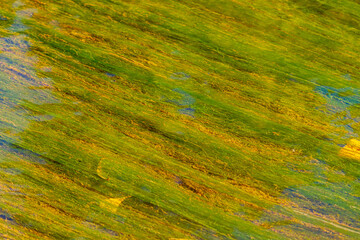 Green algae illuminated by the sun in the stream under the surface of the water create a beautiful picture