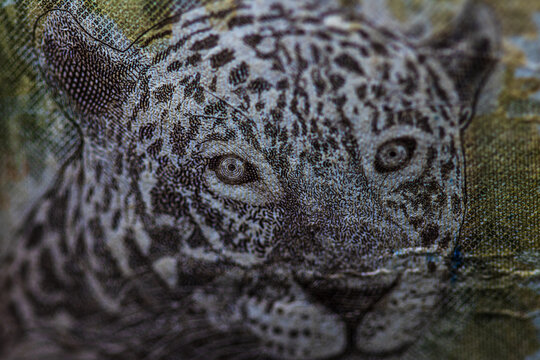 close up of a jaguar cédula